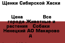 Щенки Сибирской Хаски › Цена ­ 20 000 - Все города Животные и растения » Собаки   . Ненецкий АО,Макарово д.